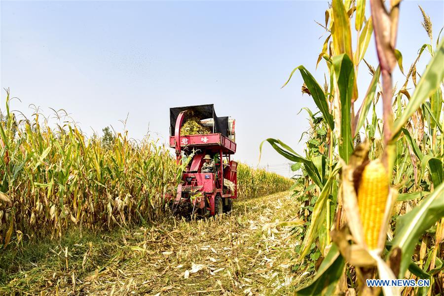 #CHINA-HEBEI-HARVEST (CN)