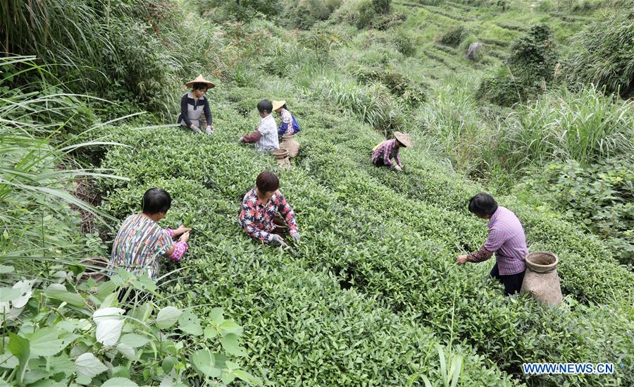 #CHINA-FUJIAN-ANXI-HARVEST (CN)