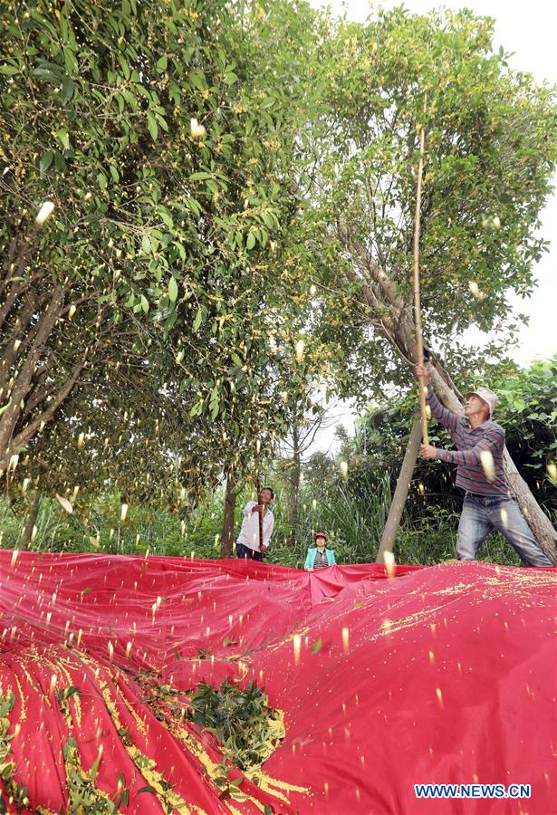 #CHINA-FUJIAN-ANXI-HARVEST (CN)