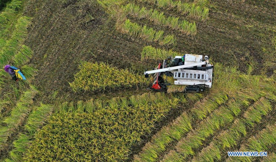 #CHINA-ZHEJIANG-XIANJU-HARVEST (CN)