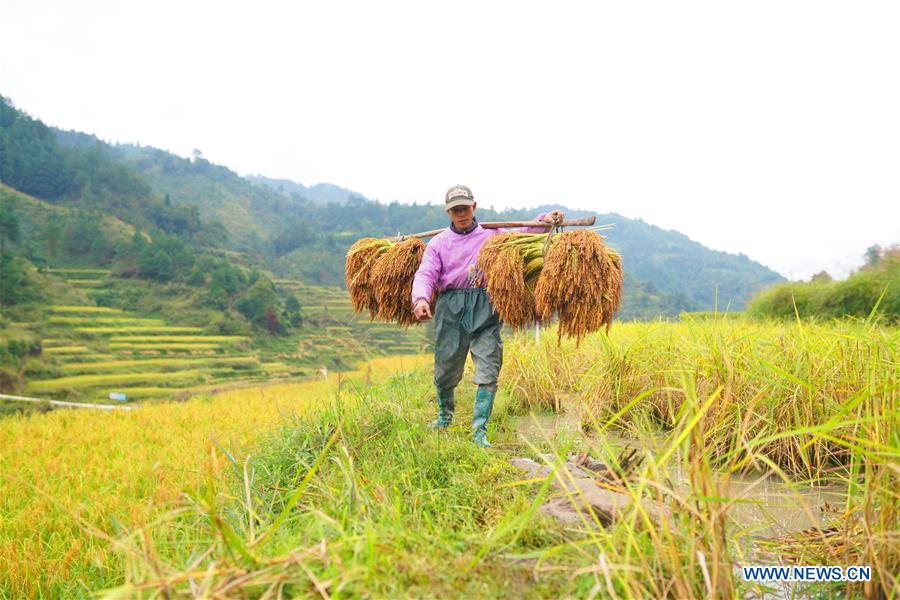 #CHINA-GUIZHOU-HARVEST (CN)