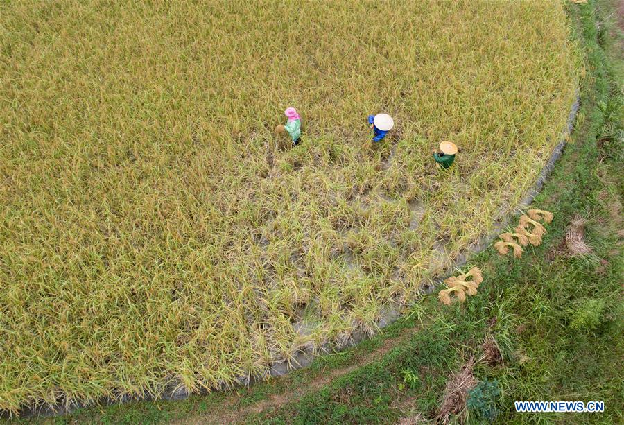 #CHINA-GUIZHOU-HARVEST (CN)