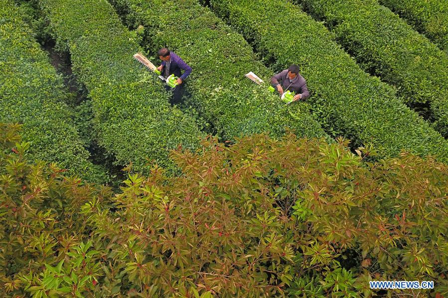 #CHINA-GUIZHOU-HARVEST (CN)