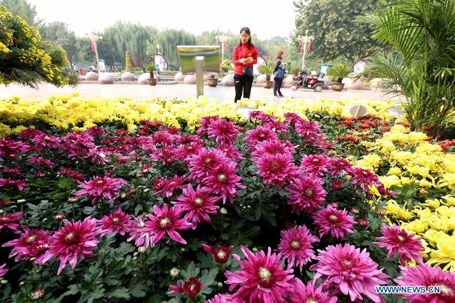 CHINA-HEBEI-CHRYSANTHEMUM-EXHIBITION