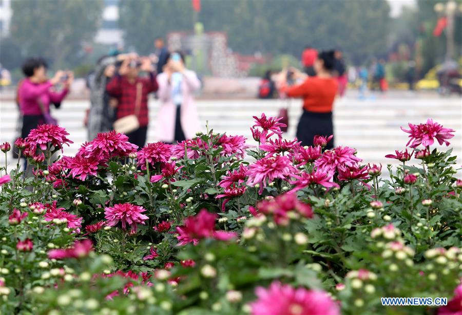 CHINA-HEBEI-CHRYSANTHEMUM-EXHIBITION