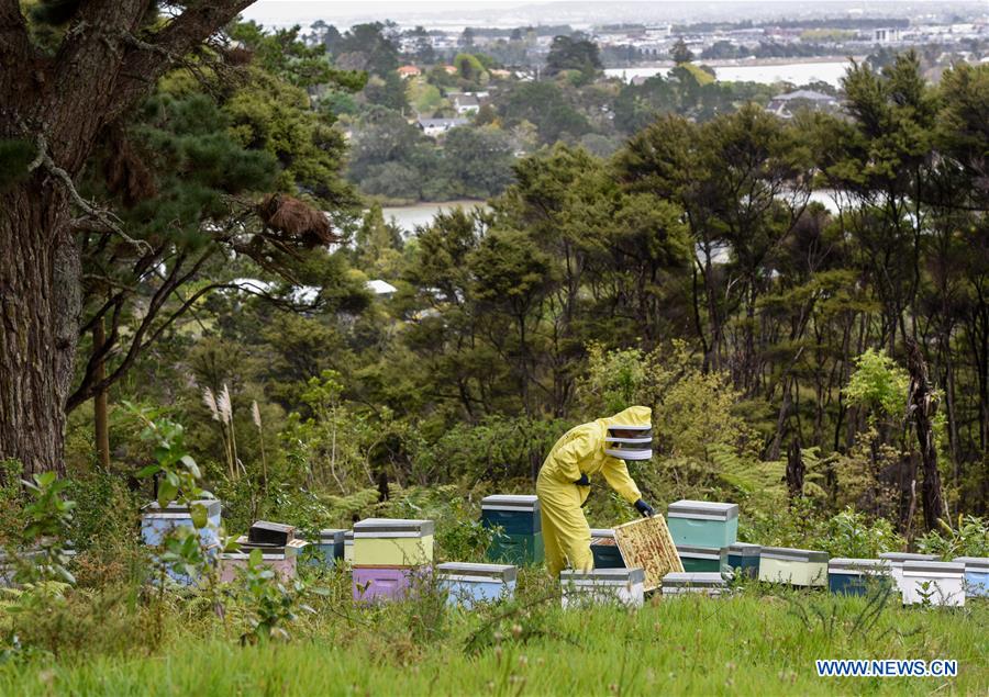 NEW ZEALAND-AUCKLAND-BEEKEEPER-HONEY