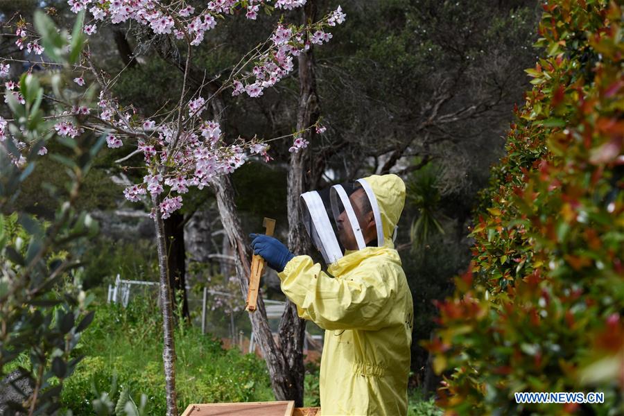 NEW ZEALAND-AUCKLAND-BEEKEEPER-HONEY