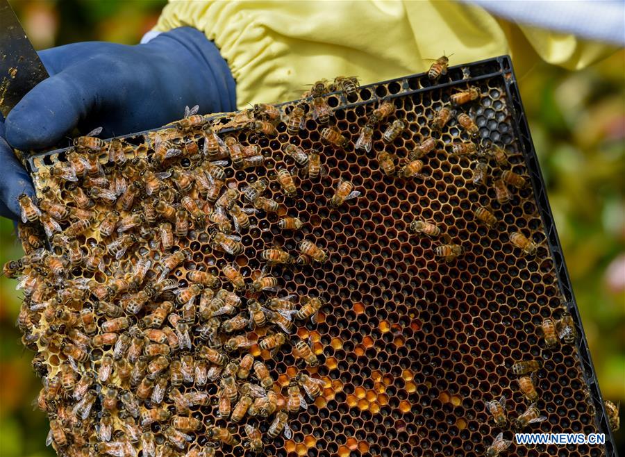 NEW ZEALAND-AUCKLAND-BEEKEEPER-HONEY