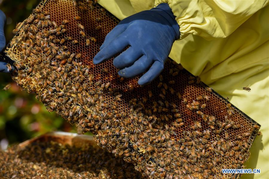 NEW ZEALAND-AUCKLAND-BEEKEEPER-HONEY