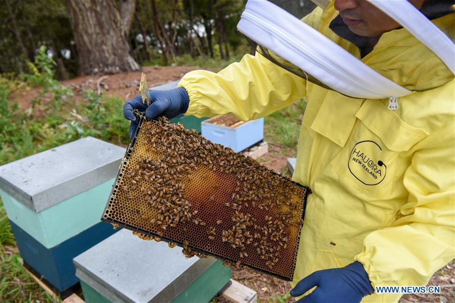 NEW ZEALAND-AUCKLAND-BEEKEEPER-HONEY