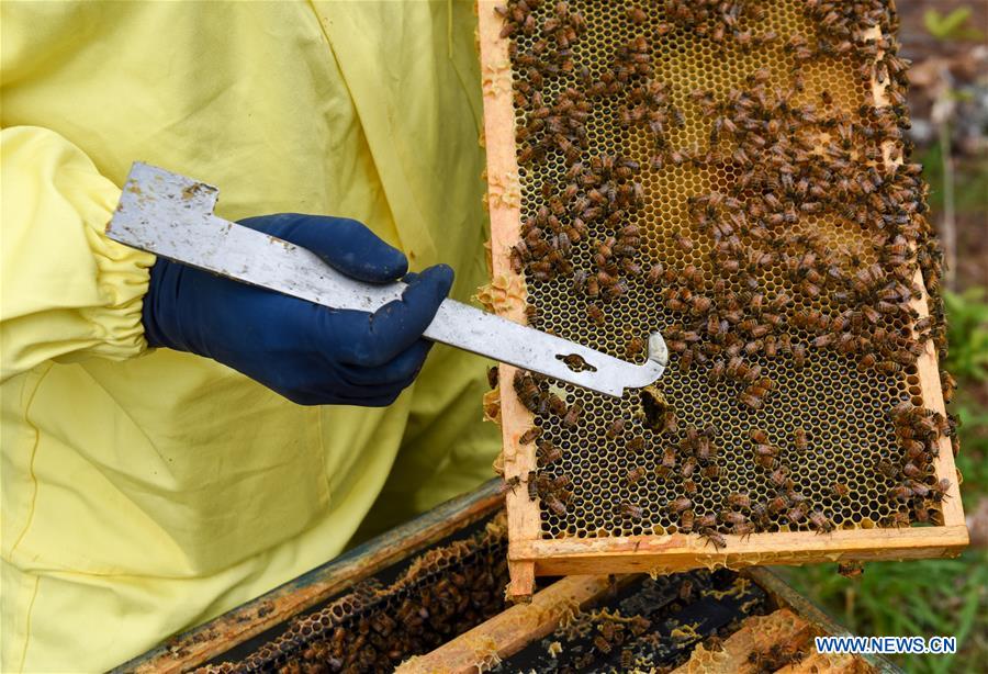 NEW ZEALAND-AUCKLAND-BEEKEEPER-HONEY