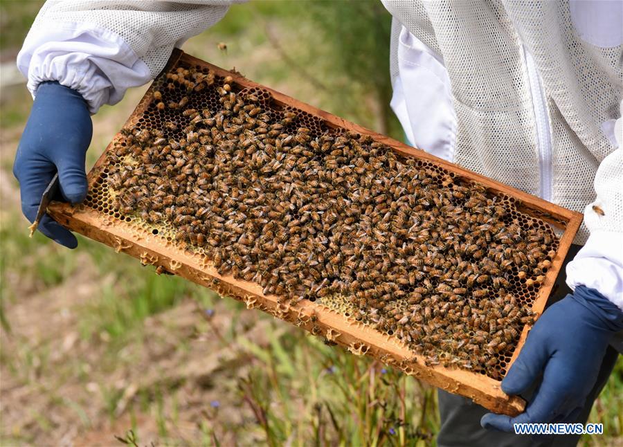 NEW ZEALAND-AUCKLAND-BEEKEEPER-HONEY