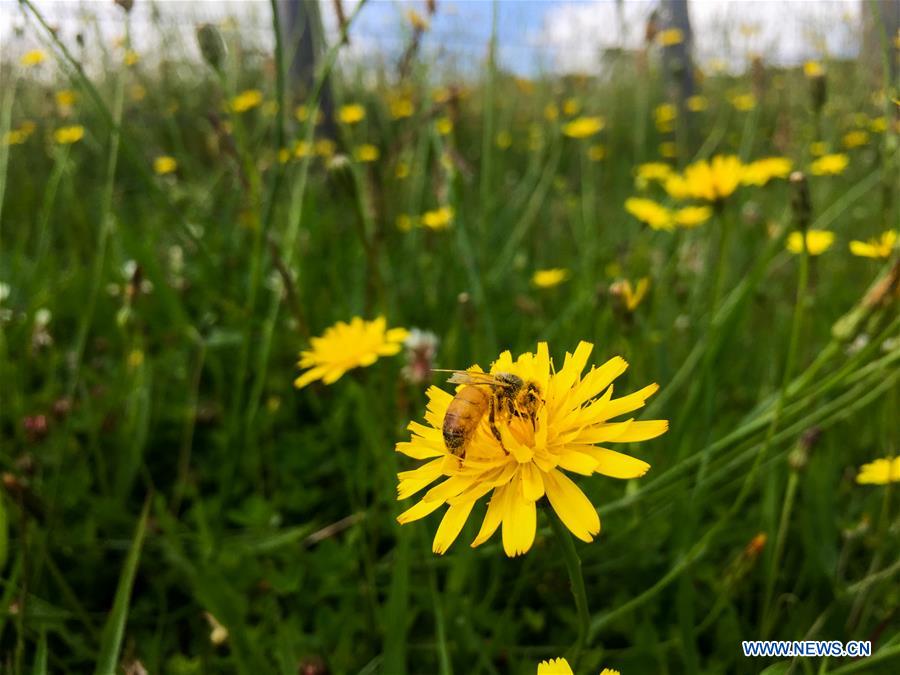 NEW ZEALAND-AUCKLAND-BEEKEEPER-HONEY