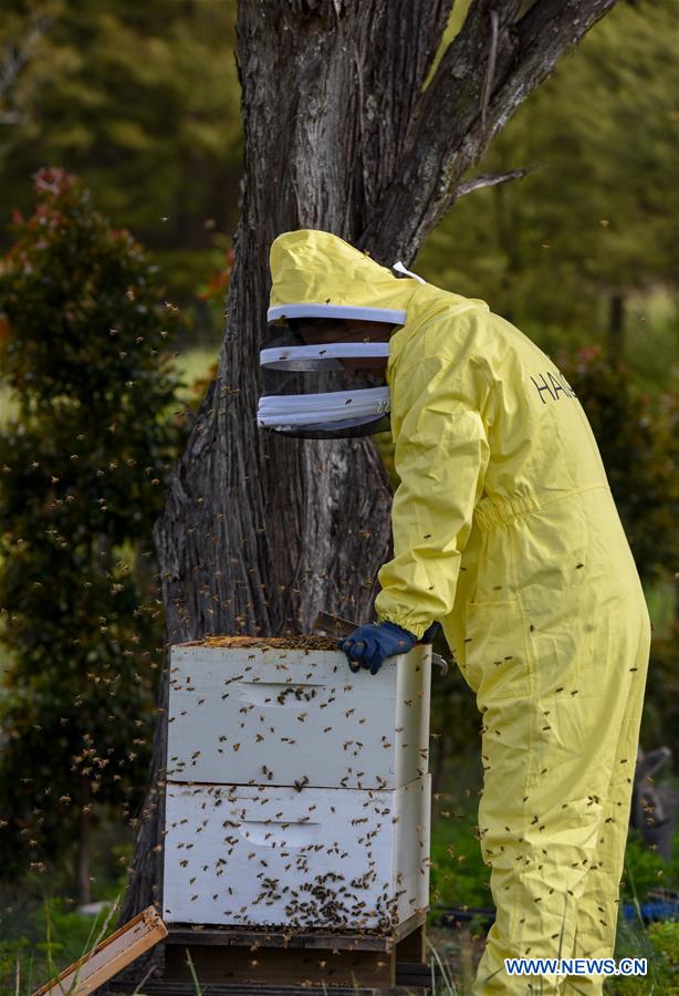 NEW ZEALAND-AUCKLAND-BEEKEEPER-HONEY