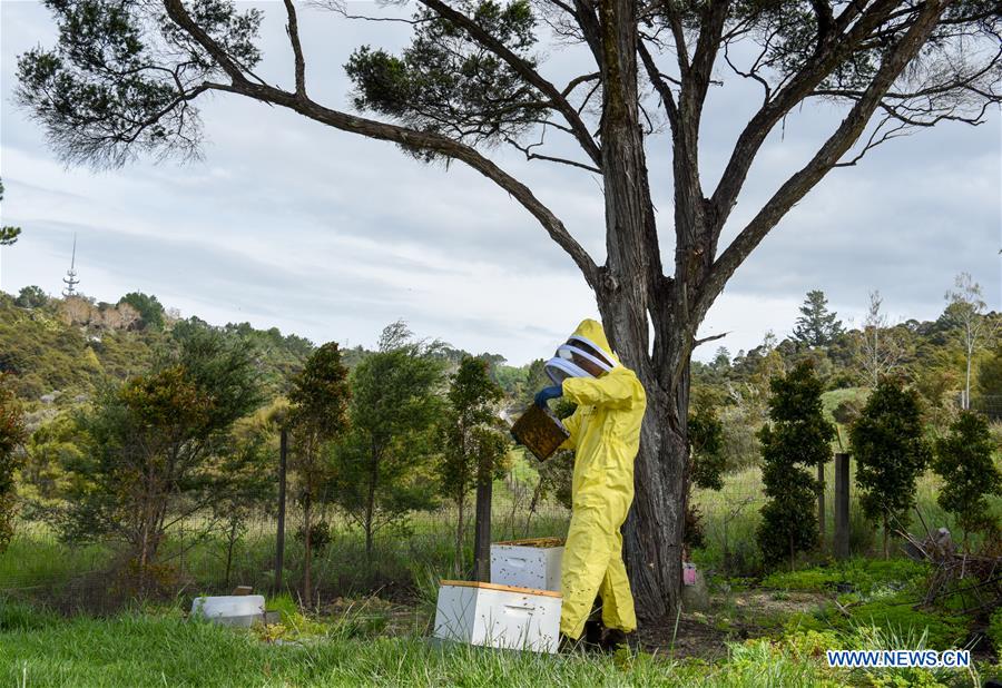 NEW ZEALAND-AUCKLAND-BEEKEEPER-HONEY