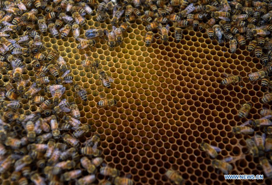 NEW ZEALAND-AUCKLAND-BEEKEEPER-HONEY