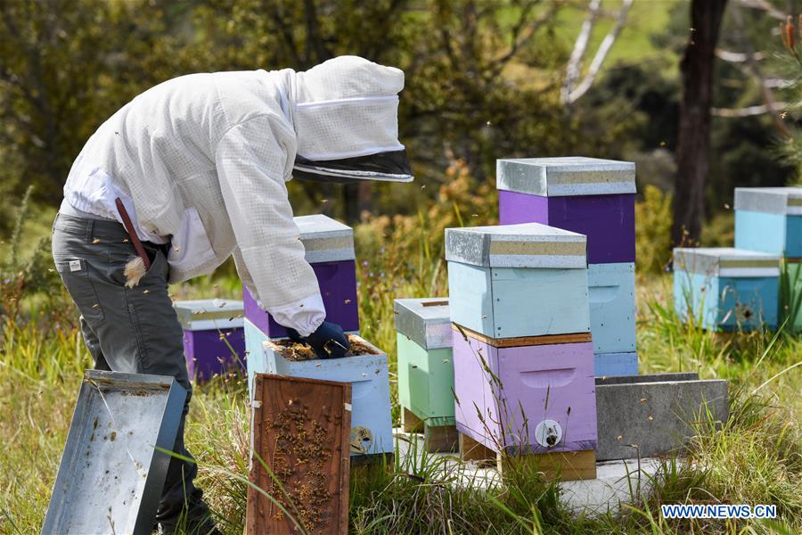 NEW ZEALAND-AUCKLAND-BEEKEEPER-HONEY