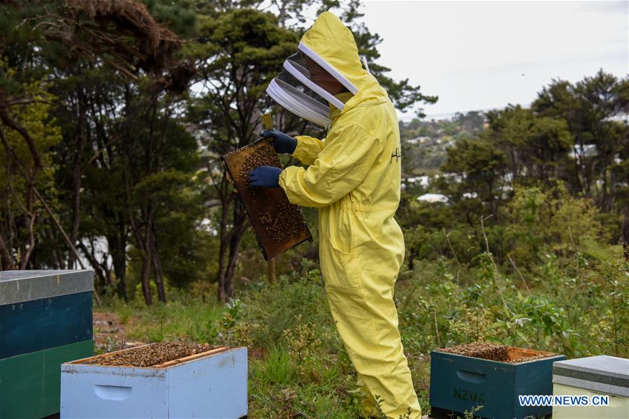 NEW ZEALAND-AUCKLAND-BEEKEEPER-HONEY