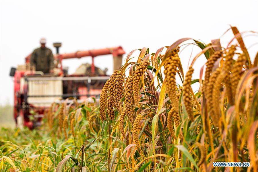 CHINA-HEBEI-WUAN-FARM WORK (CN)