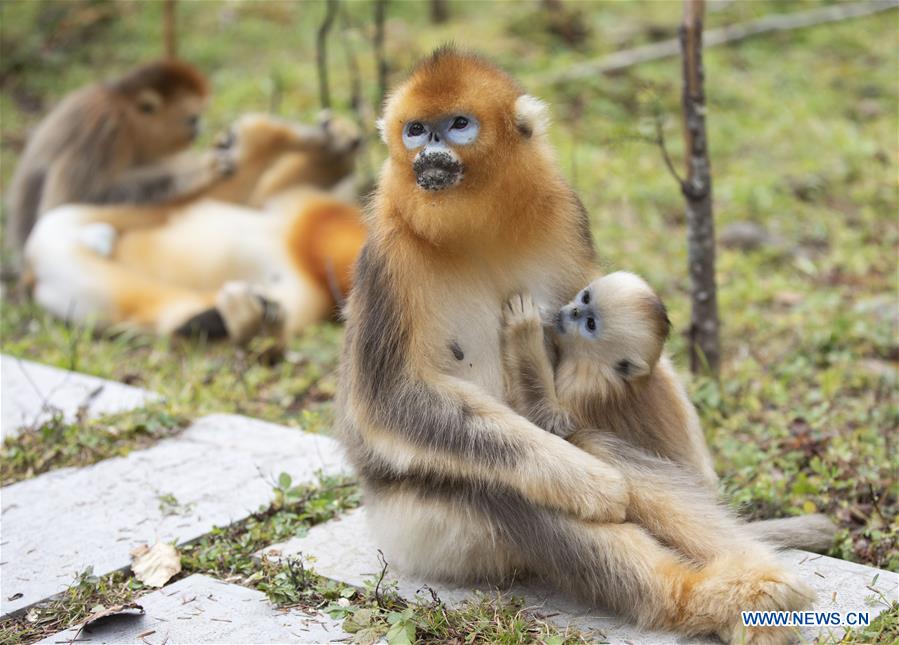 THE YEAR OF THE GOLDEN MONKEY - News