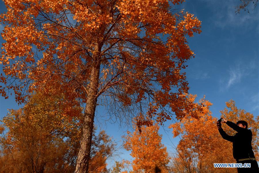 #CHINA-GANSU-DUNHUANG-POPULUS EUPHRATICA-SCENERY (CN)