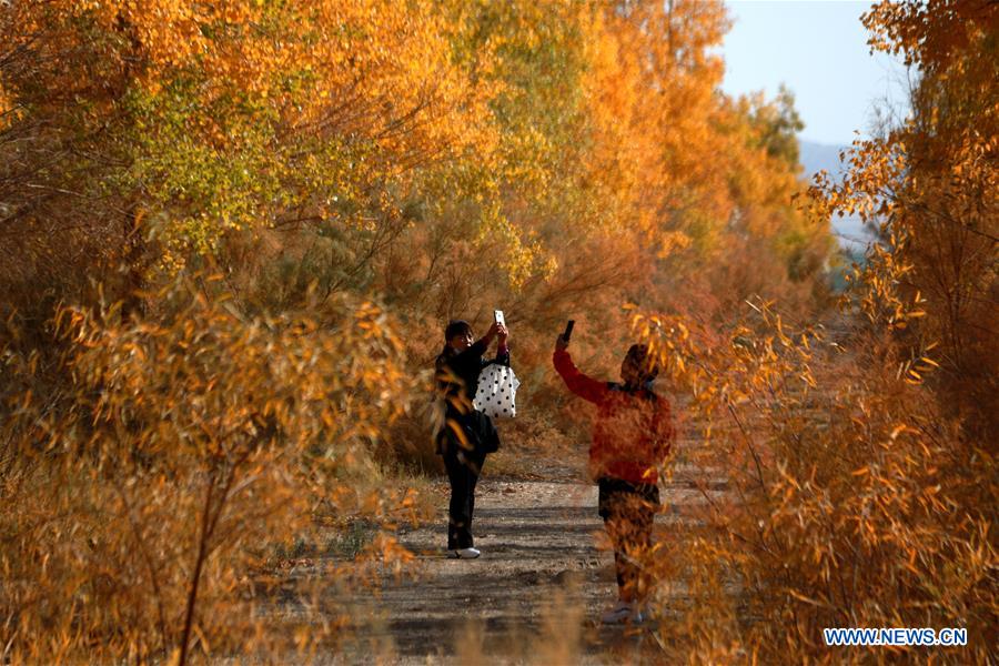 #CHINA-GANSU-DUNHUANG-POPULUS EUPHRATICA-SCENERY (CN)