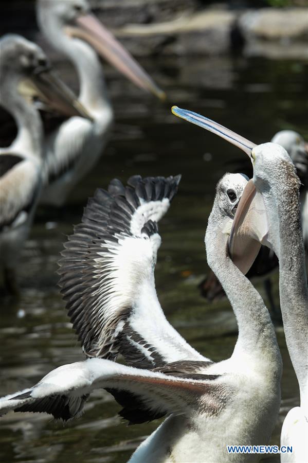 INDONESIA-JAKARTA-RAGUNAN ZOO-REOPENING