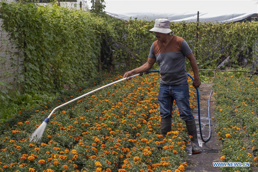 MEXICO-MEXICO CITY-XOCHIMILCO-CEMPASUCHIL