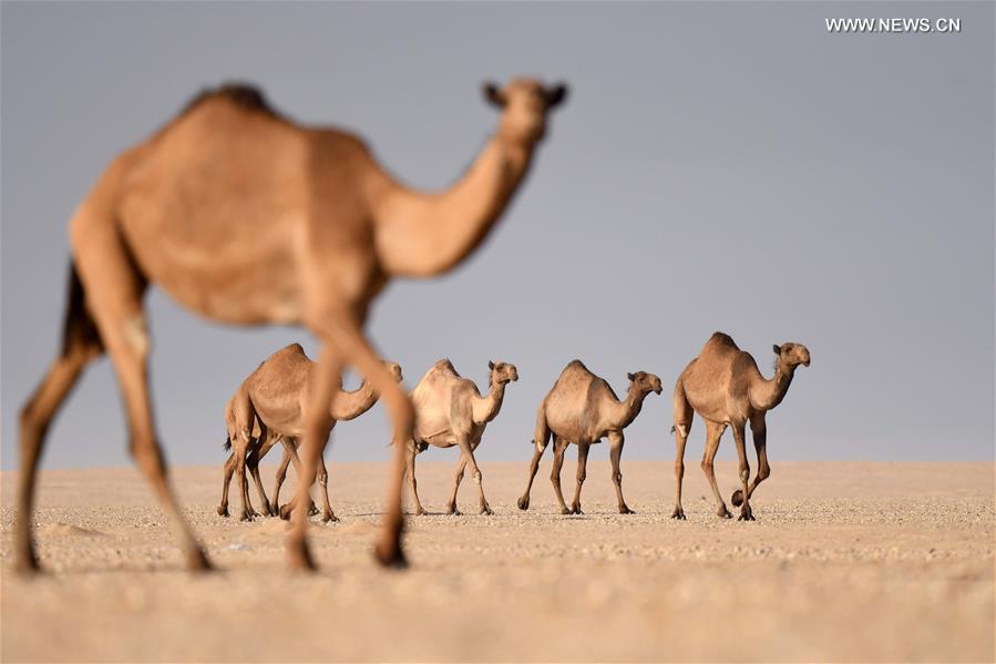 KUWAIT-JAHRA GOVERNORATE-CAMELS