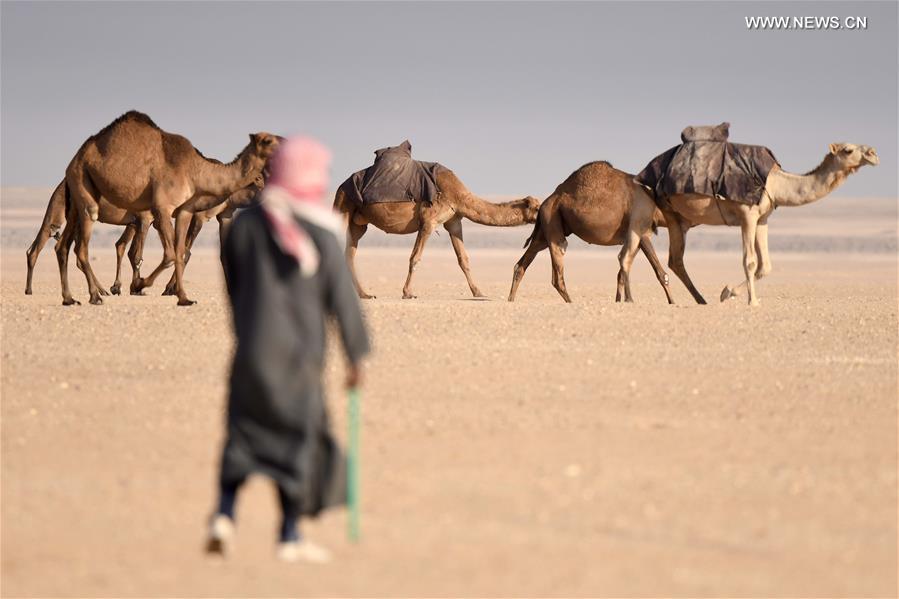 KUWAIT-JAHRA GOVERNORATE-CAMELS