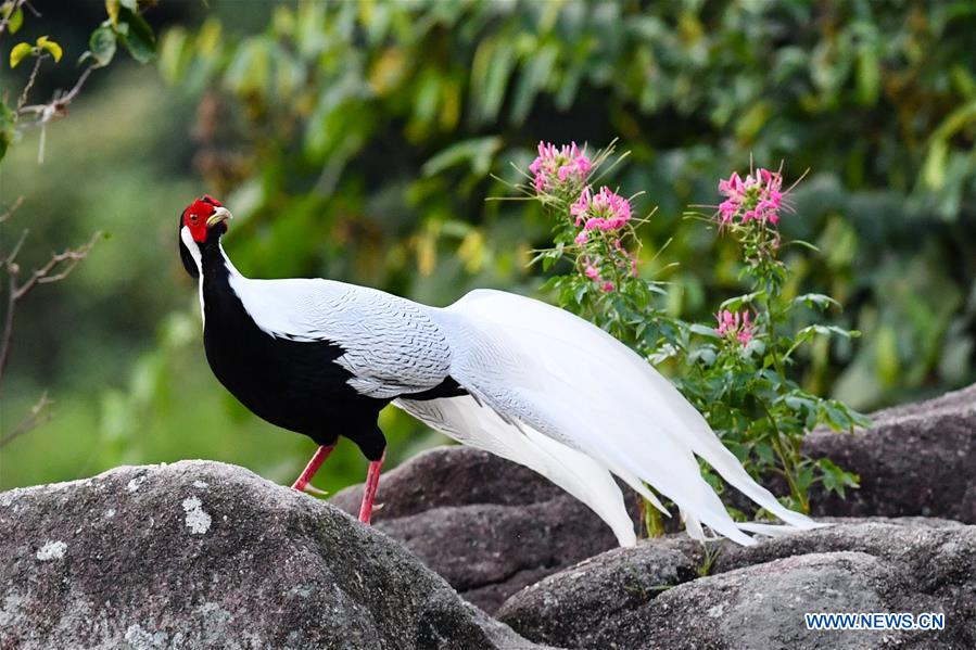 CHINA-FUJIAN-NANJING-EXIANDONG-SILVER PHEASANT (CN)