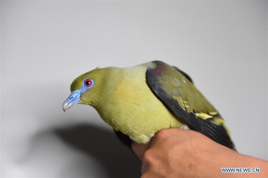 CHINA-YUNNAN-WULIANGSHAN NATURE RESERVE-YELLOW-VENTED GREEN PIGEON (CN)