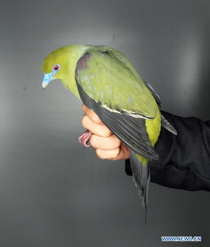 CHINA-YUNNAN-WULIANGSHAN NATURE RESERVE-YELLOW-VENTED GREEN PIGEON (CN)