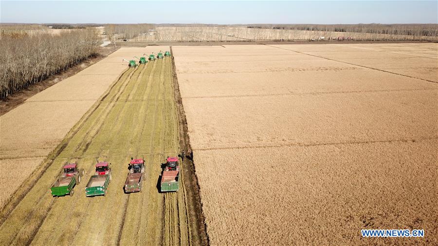 CHINA-HEILONGJIANG-RICE HARVEST (CN)