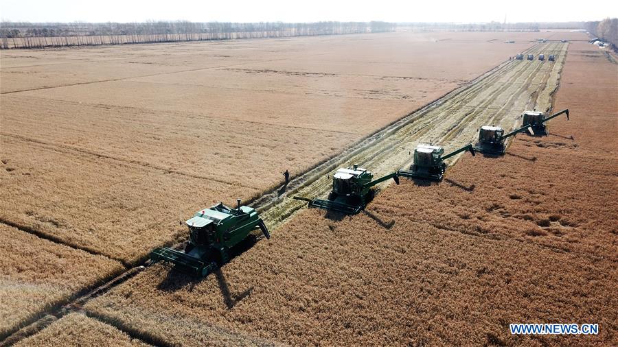 CHINA-HEILONGJIANG-RICE HARVEST (CN)