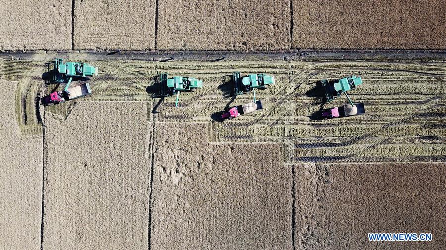 CHINA-HEILONGJIANG-RICE HARVEST (CN)