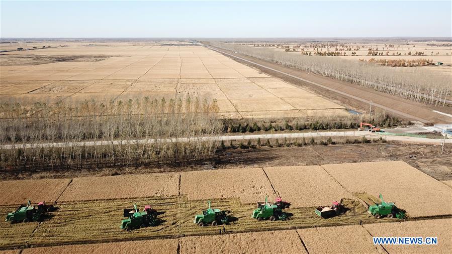 CHINA-HEILONGJIANG-RICE HARVEST (CN)