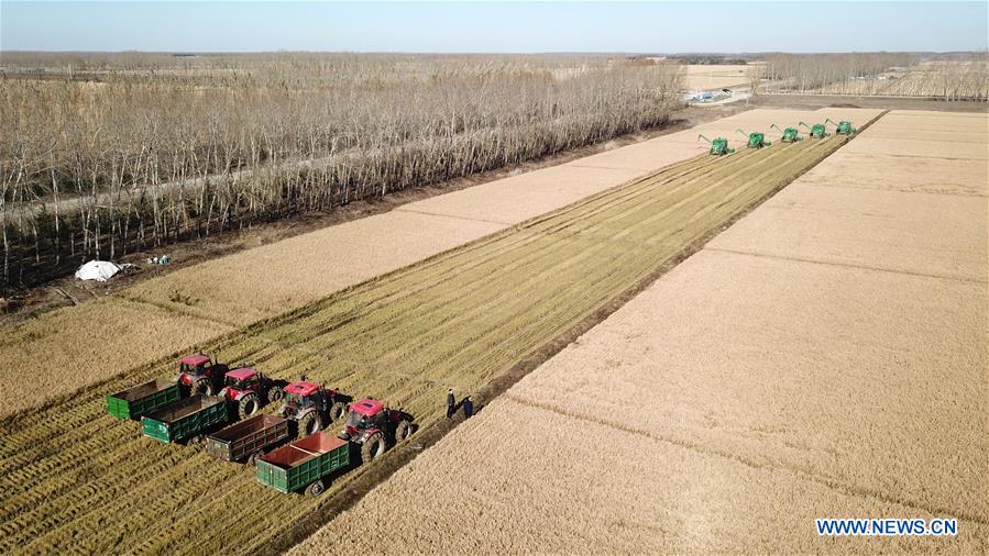 CHINA-HEILONGJIANG-RICE HARVEST (CN)