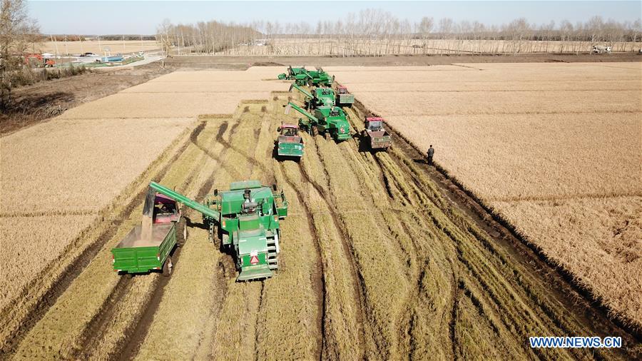 CHINA-HEILONGJIANG-RICE HARVEST (CN)