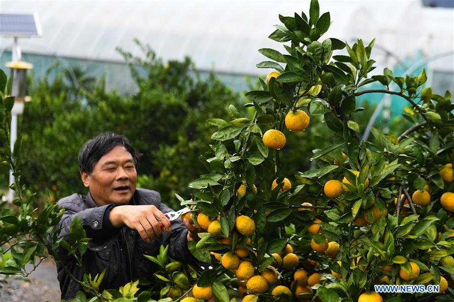 CHINA-ZHEJIANG-JIANDE-CITRUS FRUIT-HARVEST (CN)