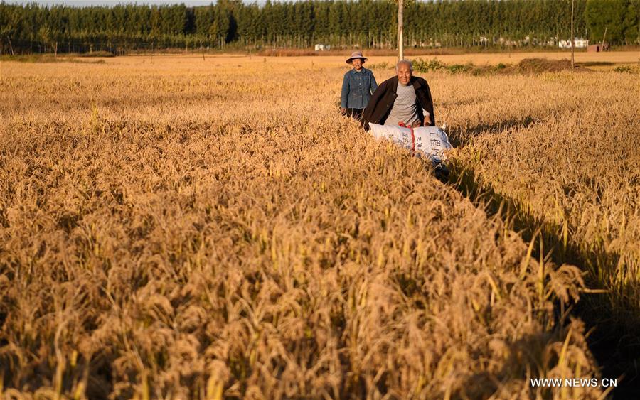 CHINA-HEBEI-AGRICULTURE-RICE HARVEST (CN)