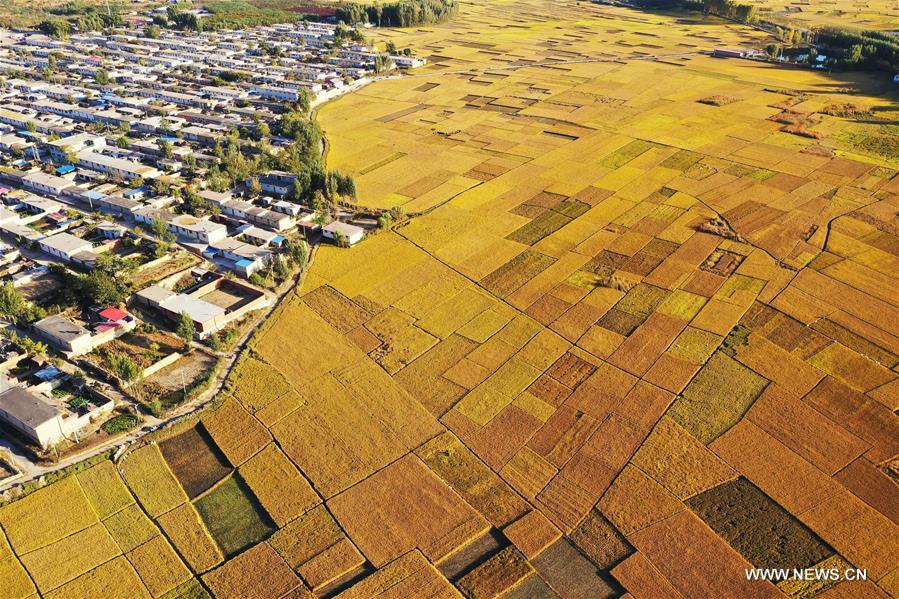 CHINA-HEBEI-AGRICULTURE-RICE HARVEST (CN)