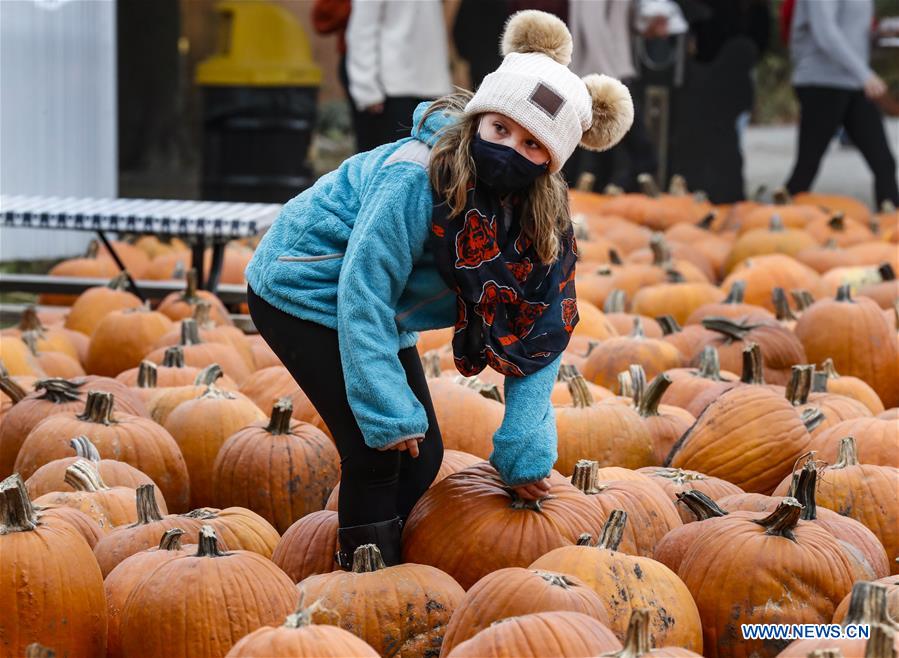 A visitor chooses pumpkins at a Pumpkinfest in Lincolnshire, Illinois, the ...