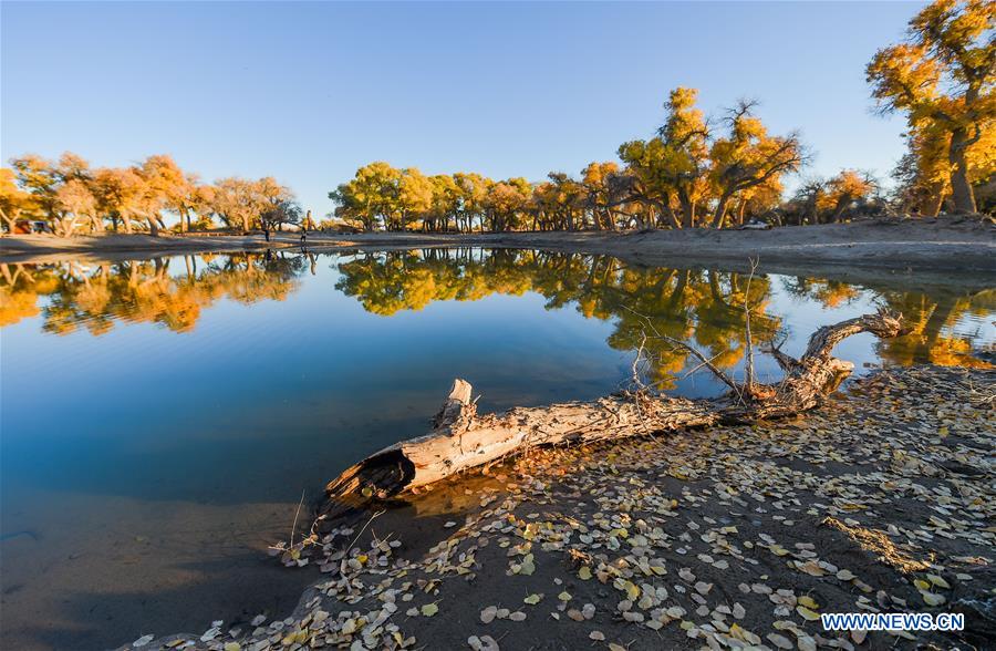 CHINA-INNER MONGOLIA-POPULUS EUPHRATICA-SCENERY (CN)