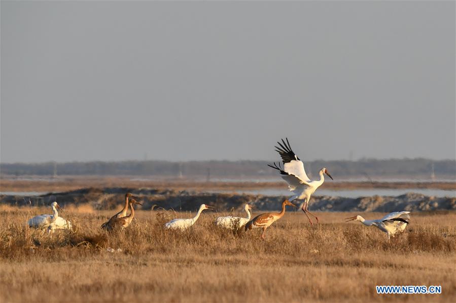 in pics: white cranes in momoge national nature reserve in ne