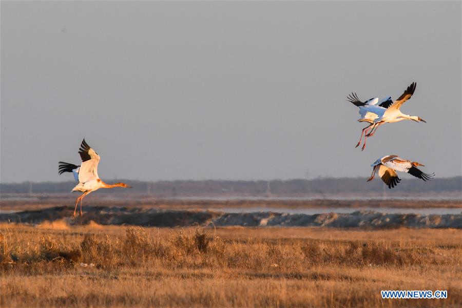 in pics: white cranes in momoge national nature reserve in ne