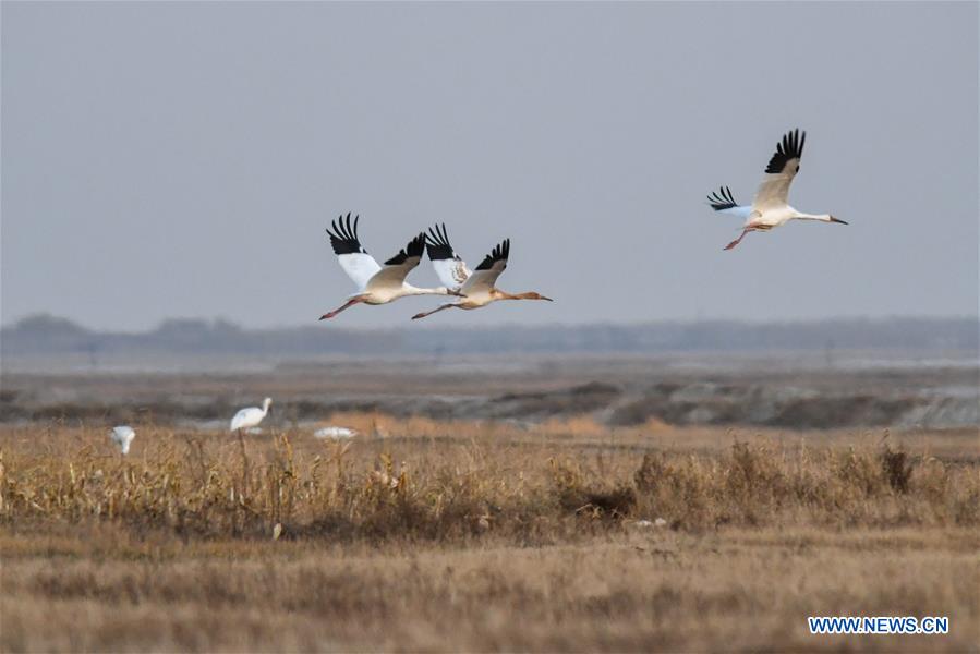 in pics: white cranes in momoge national nature reserve in ne