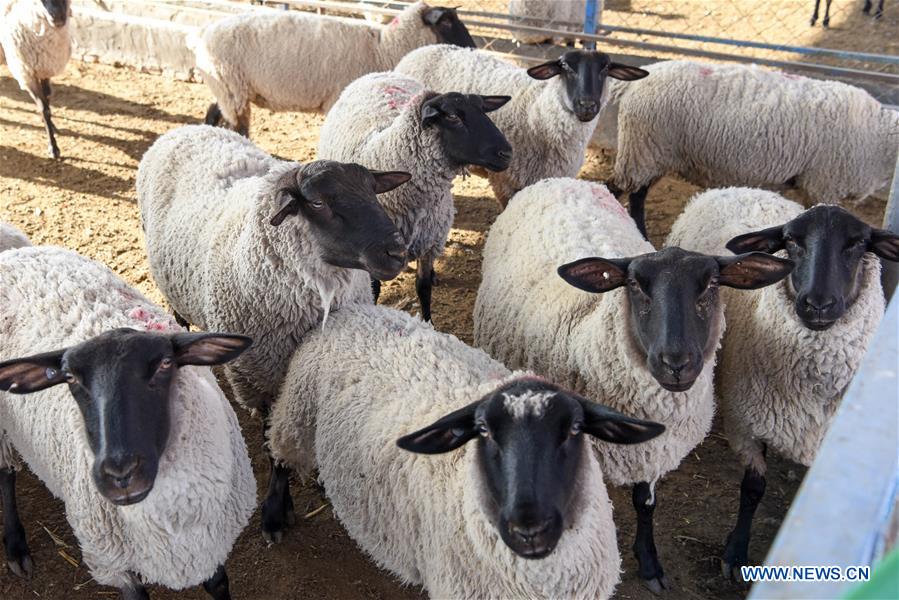 CHINA-XINJIANG-MANAS-SHEEP BREEDING (CN)