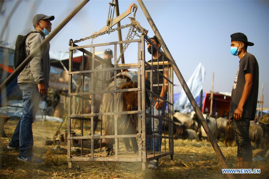 NEPAL-BHAKTAPUR-GOAT-DASHAIN