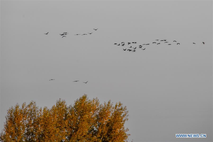 CHINA-JILIN-NATURE RESERVE-MIGRANT BIRDS (CN)